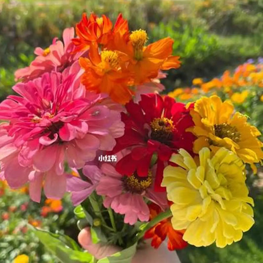 Park's Picks Mix Zinnia Seeds
