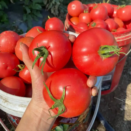 Park's Whopper CR Improved Hybrid Tomato Seeds
