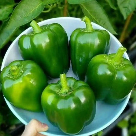 Park's Whopper Il Hybrid Bell Pepper
