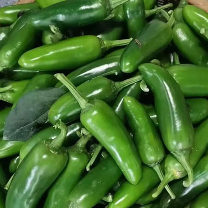 Park's Whopper Jalapeno Pepper Seeds