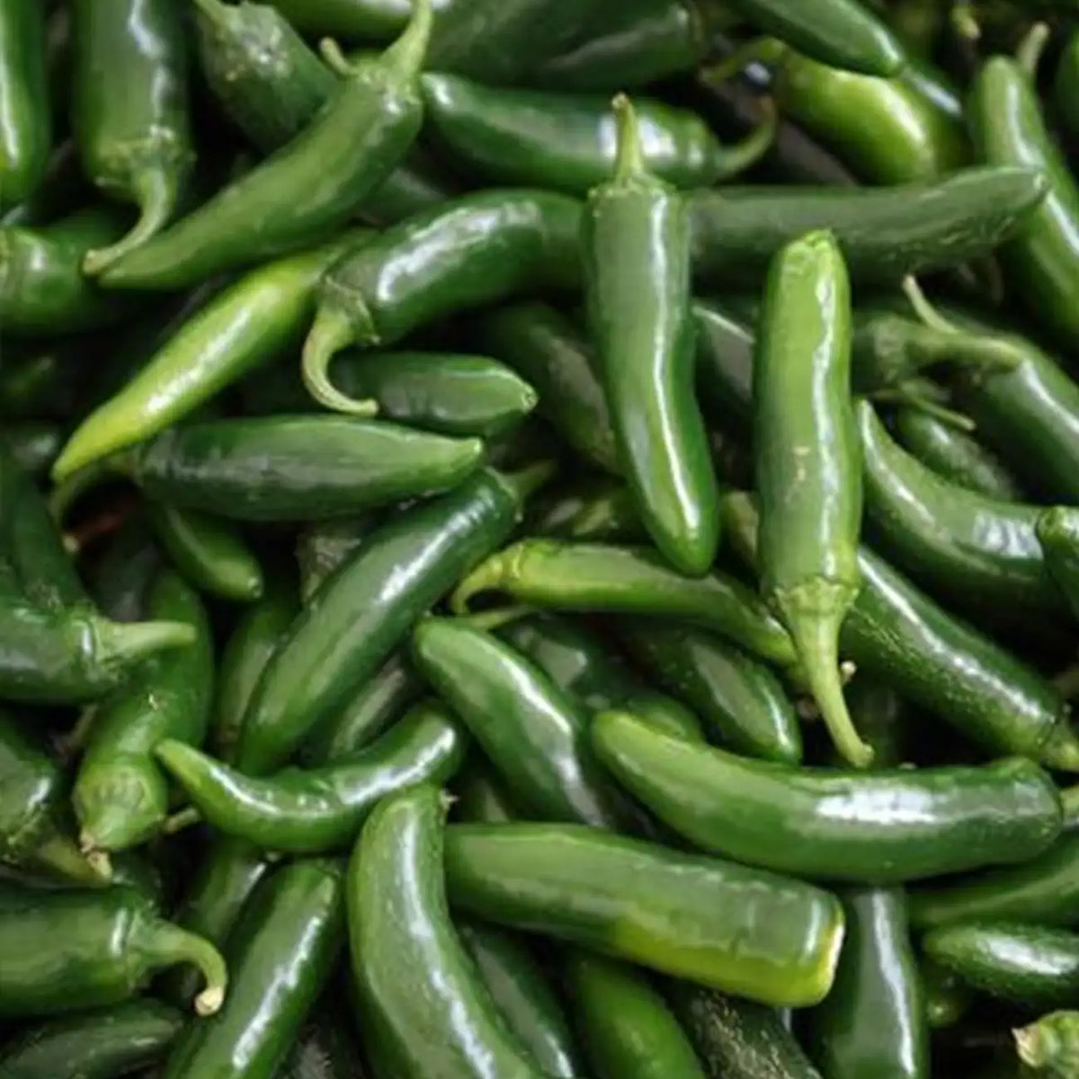 Park's Whopper Jalapeno Pepper Seeds