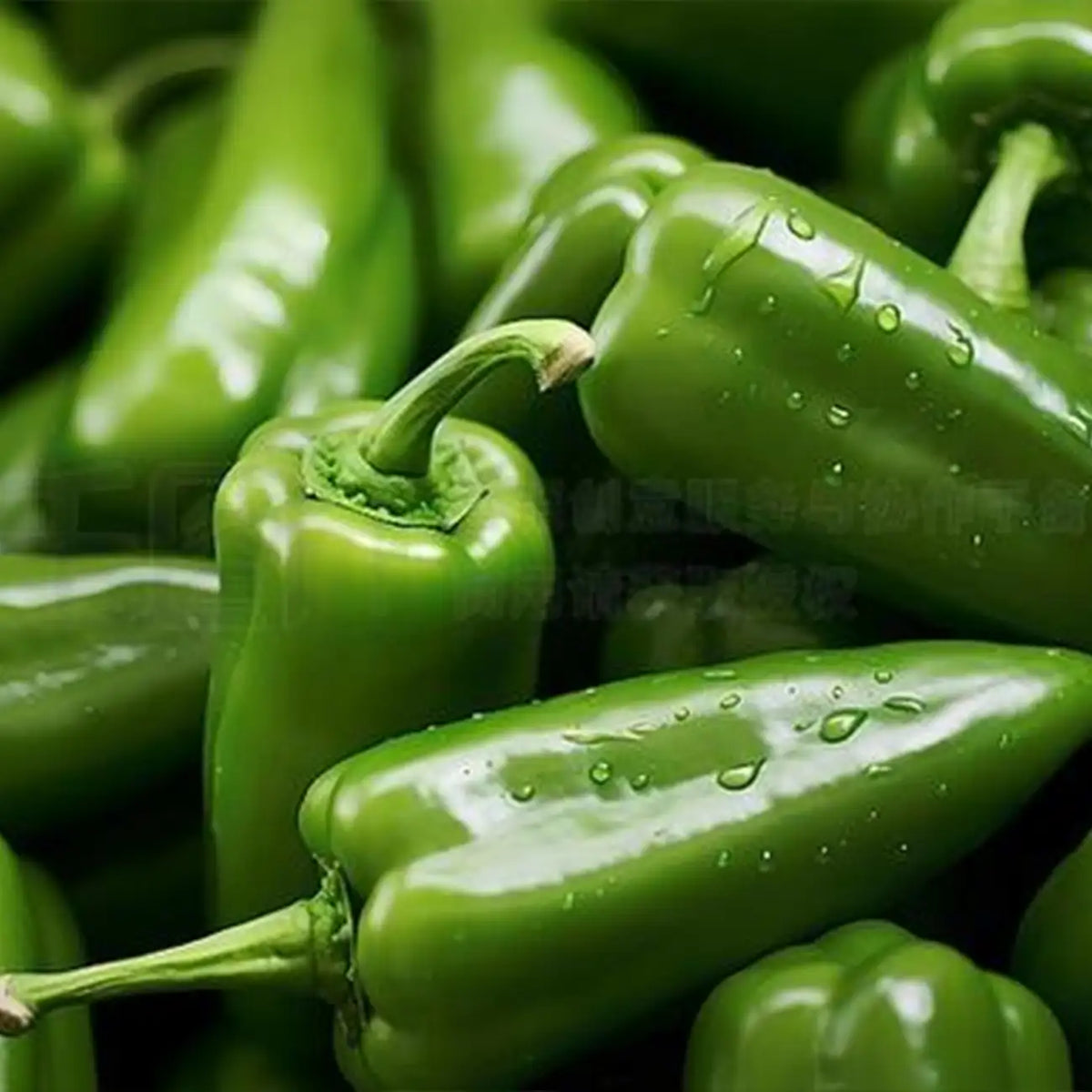 Park's Whopper Jalapeno Pepper Seeds