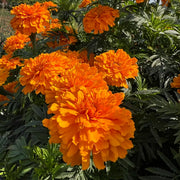 Park's Whopper Orange Marigold Seeds