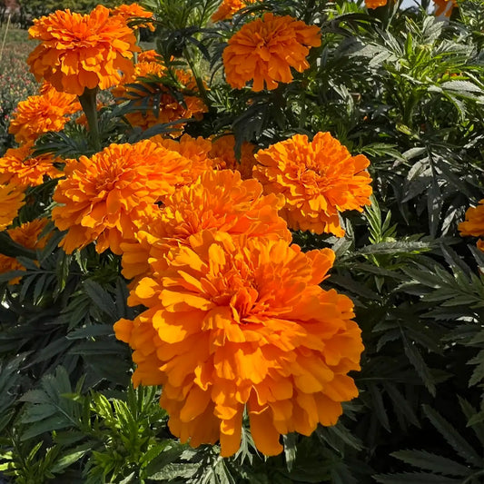 Park's Whopper Orange Marigold Seeds