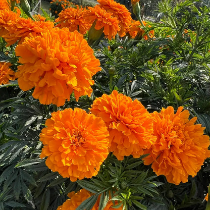 Park's Whopper Orange Marigold Seeds