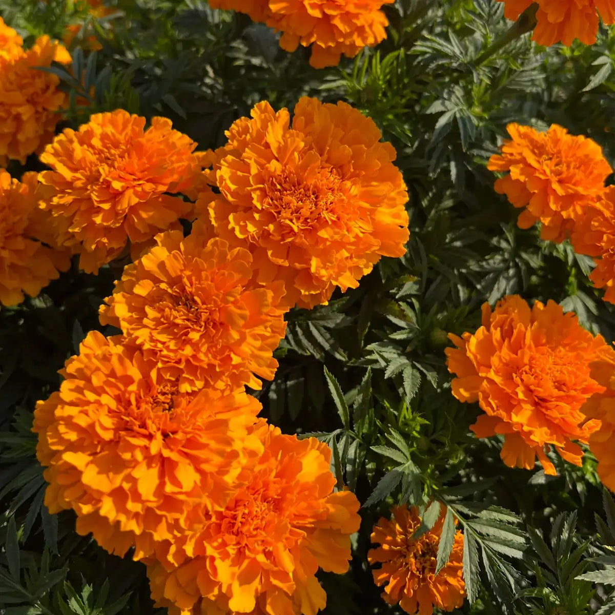 Park's Whopper Orange Marigold Seeds