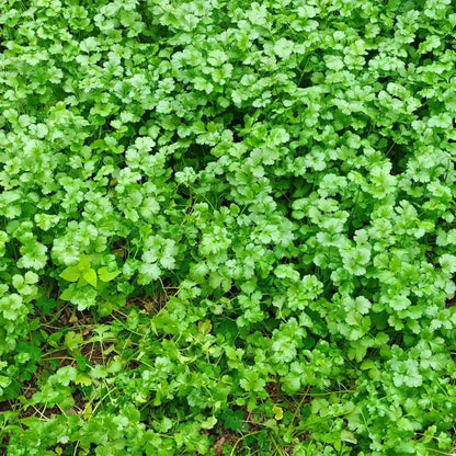 Parsley Seeds