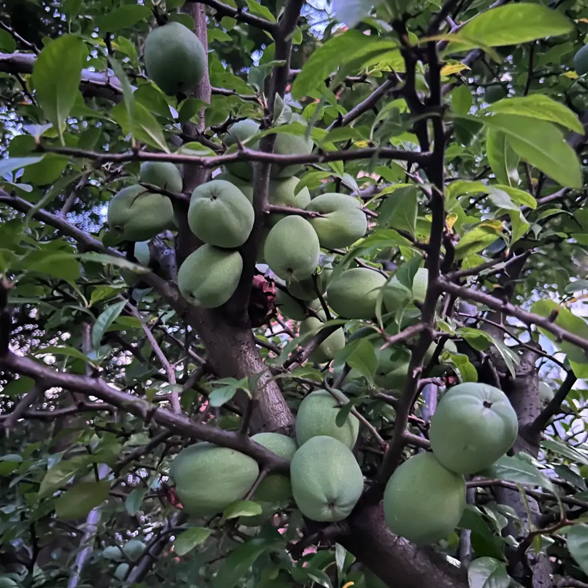 American Pawpaw Tree Seeds – Asimina Triloba – Sweet Tropical Fruit