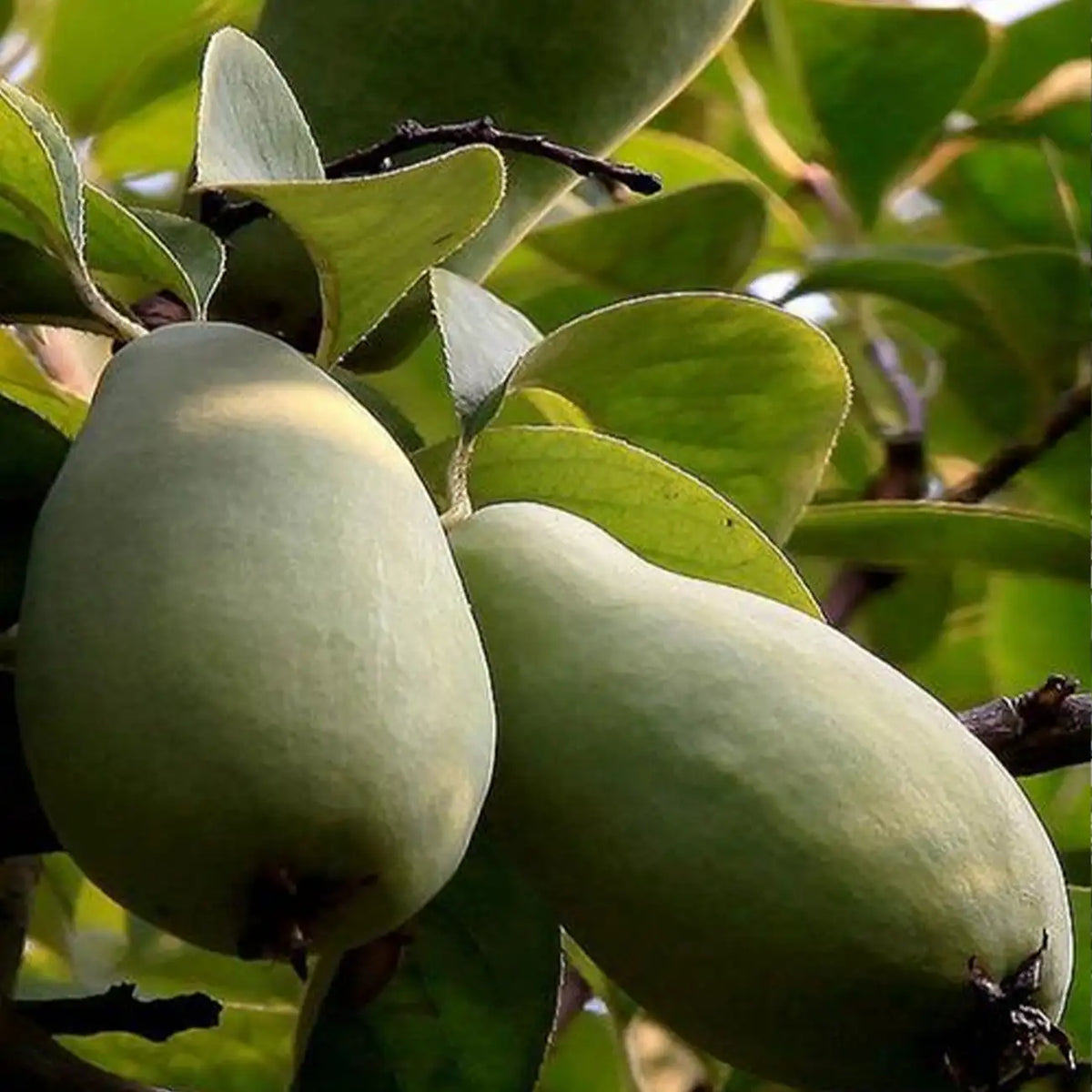 American Pawpaw Tree Seeds – Asimina Triloba – Sweet Tropical Fruit