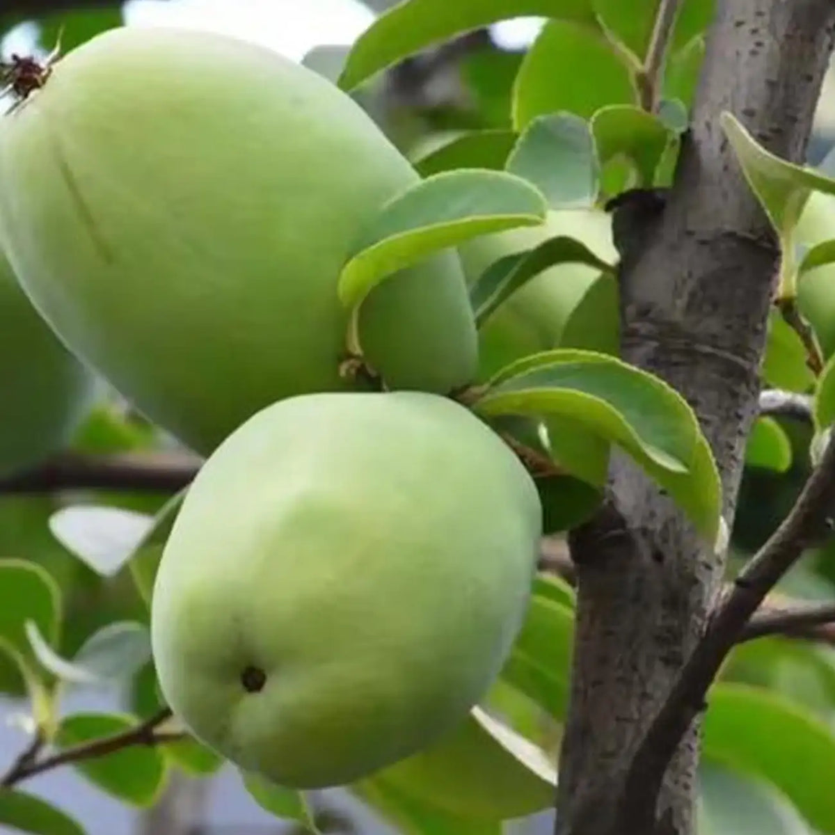 American Pawpaw Tree Seeds – Asimina Triloba – Sweet Tropical Fruit