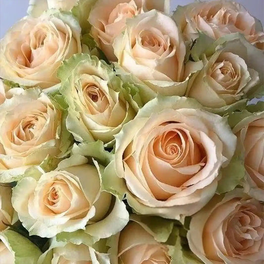 Peach Snow Mountain Rose Seeds