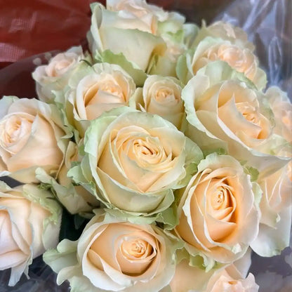 Peach Snow Mountain Rose Seeds