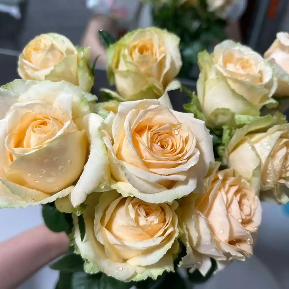 Peach Snow Mountain Rose Seeds