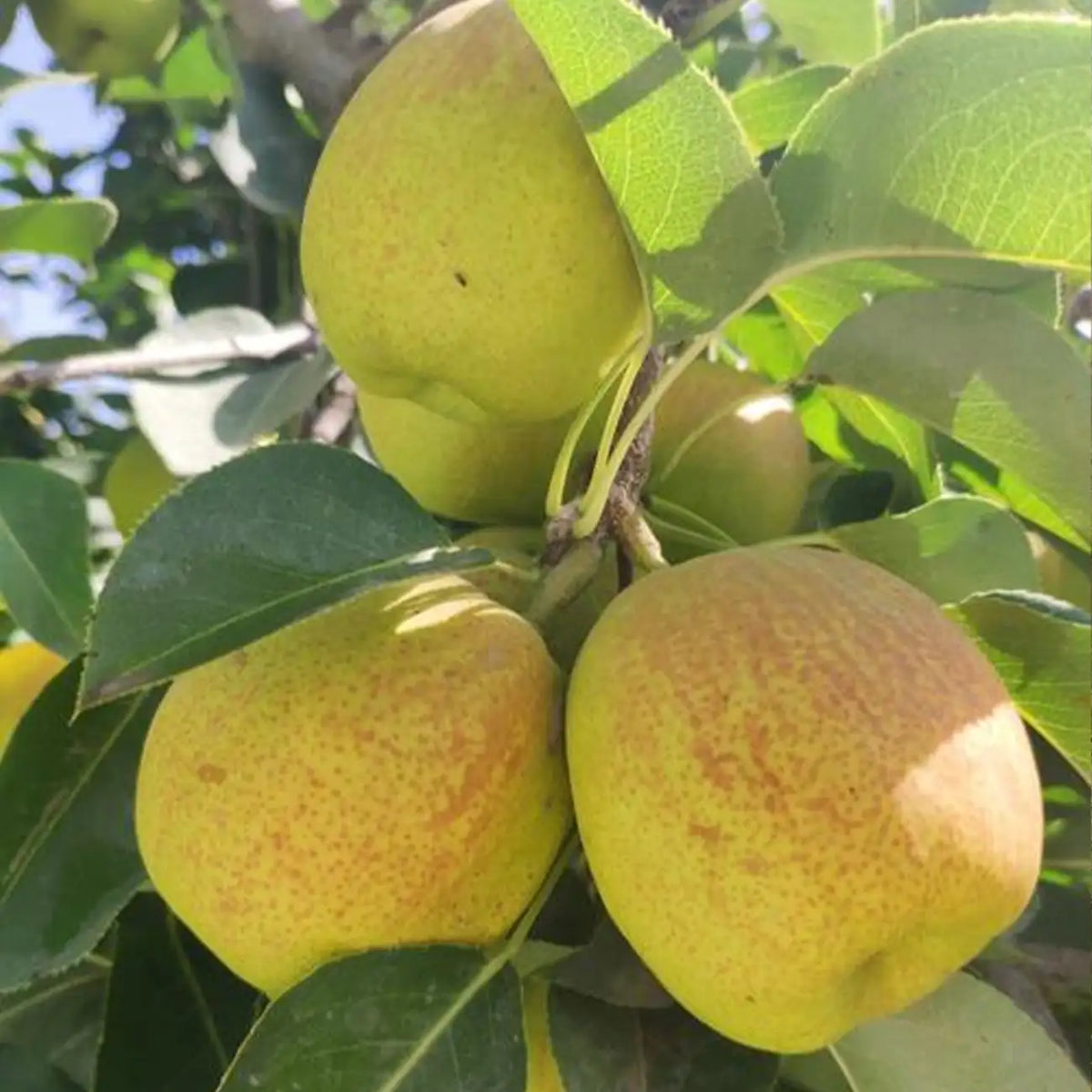 Pear Seeds