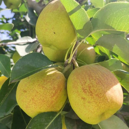 Pear Seeds