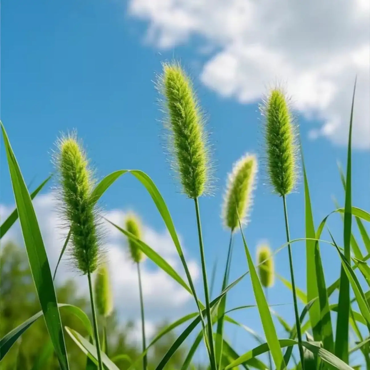 Pennisetum Seeds