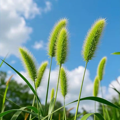 Pennisetum Seeds