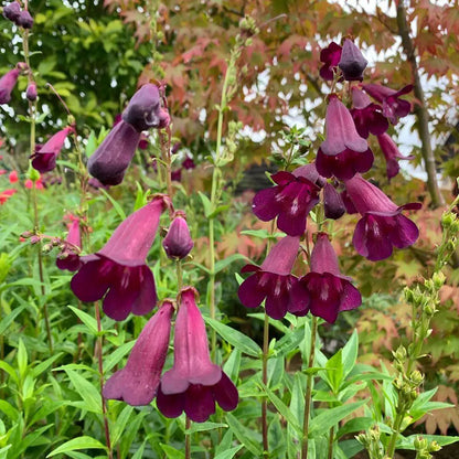 Purple Penstemon Seeds