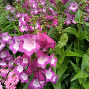 Mixed Color Penstemon Seeds