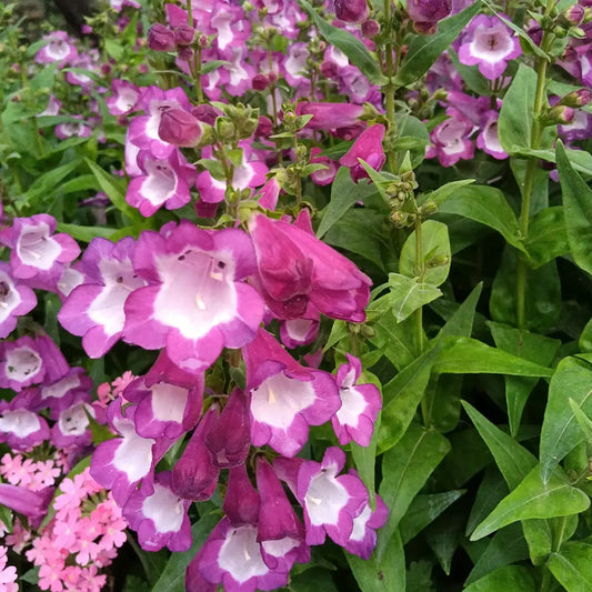 Mixed Color Penstemon Seeds