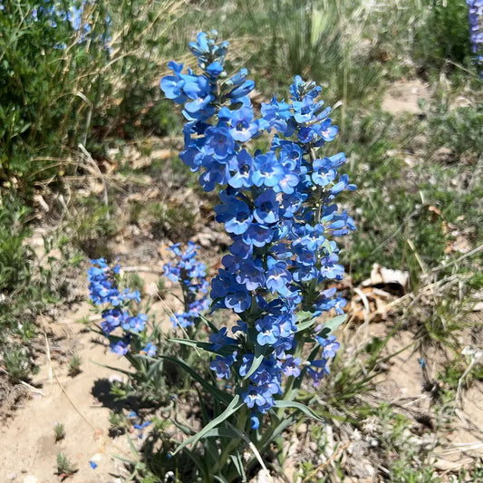 Mixed Color Penstemon Seeds