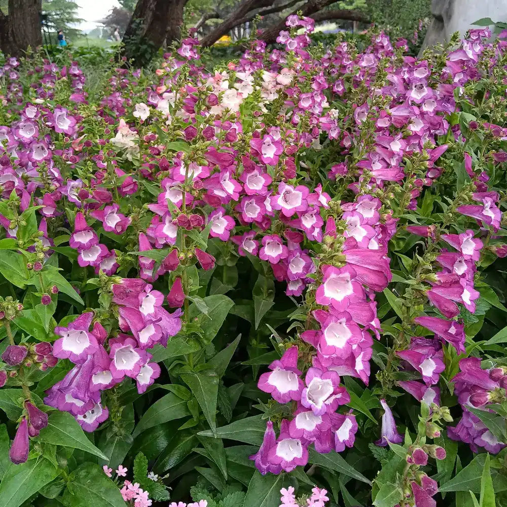 Mixed Color Penstemon Seeds