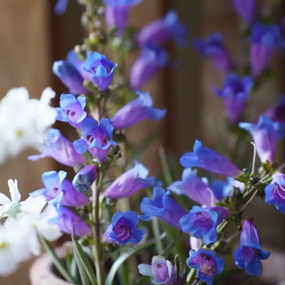 Mixed Color Penstemon Seeds