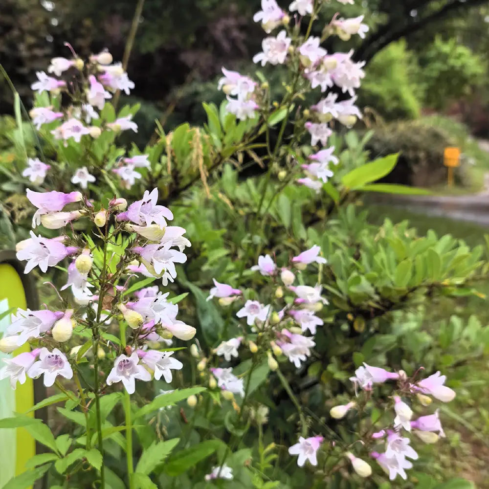 Pink Penstemon Seeds