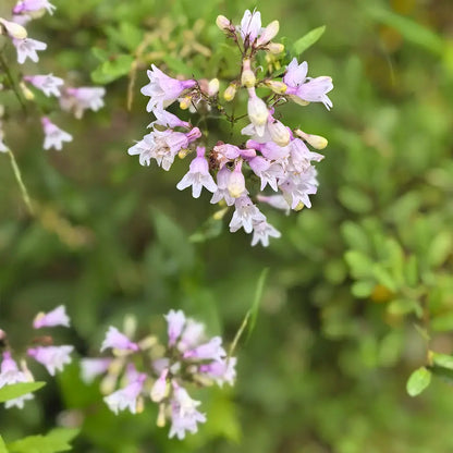 Pink Penstemon Seeds