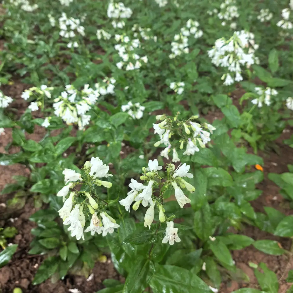 White Penstemon Seeds
