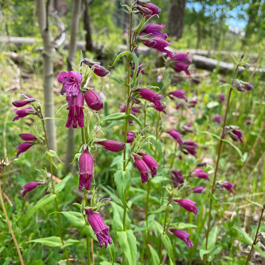 Purple Penstemon Seeds