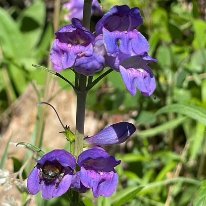Blue Penstemon Seeds