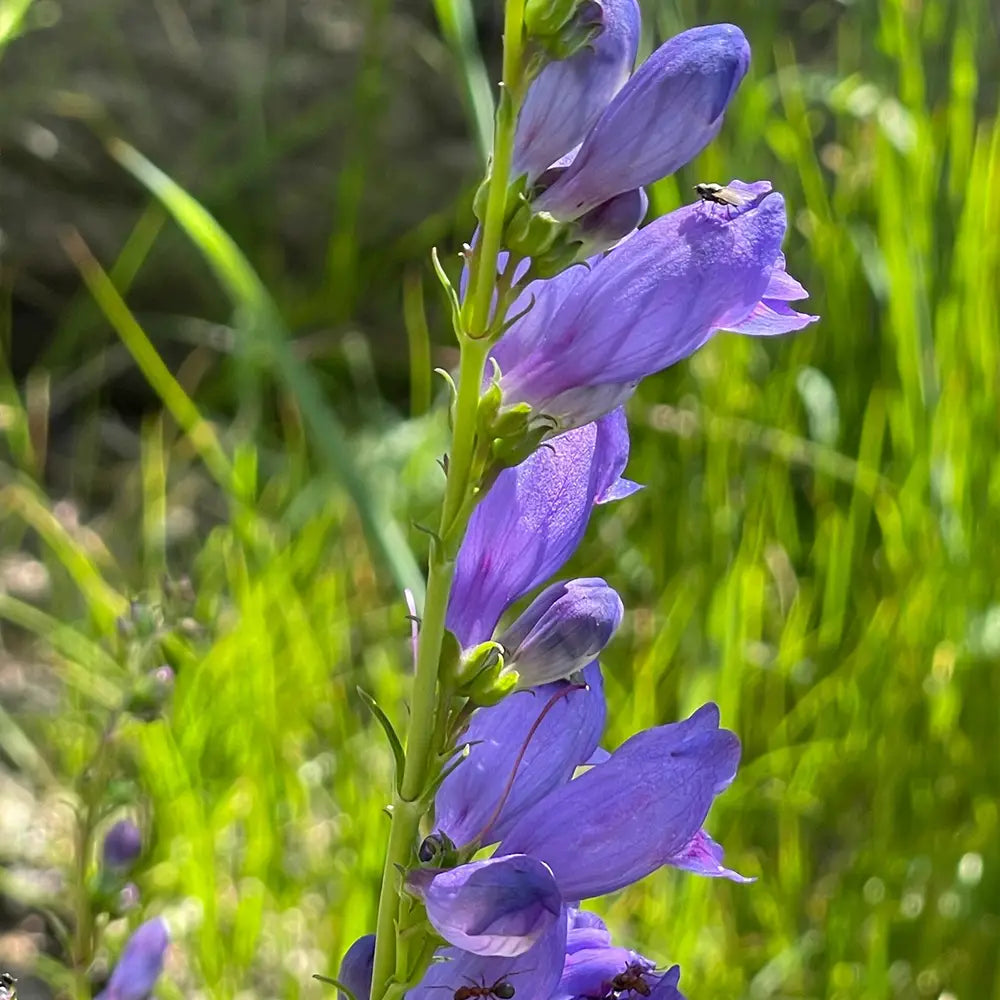 Blue Penstemon Seeds