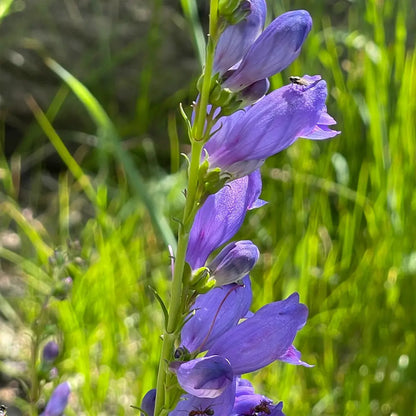 Blue Penstemon Seeds
