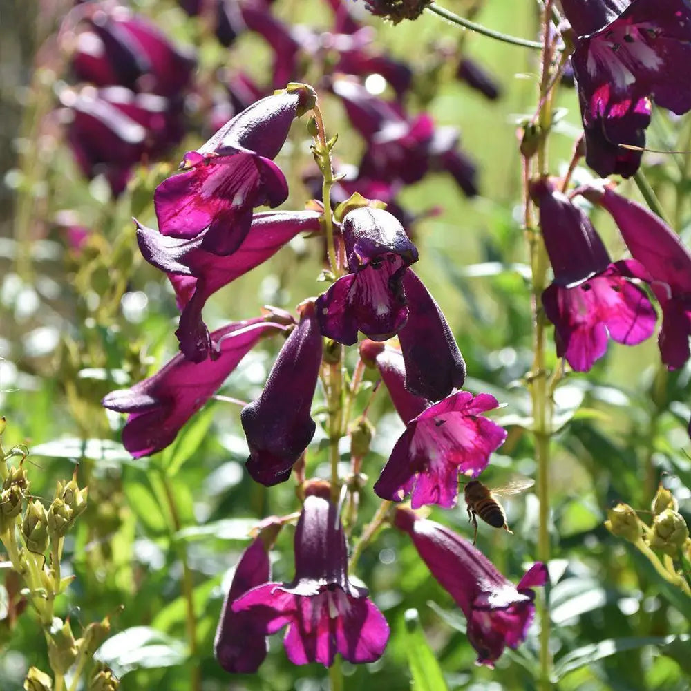 Purple Penstemon Seeds
