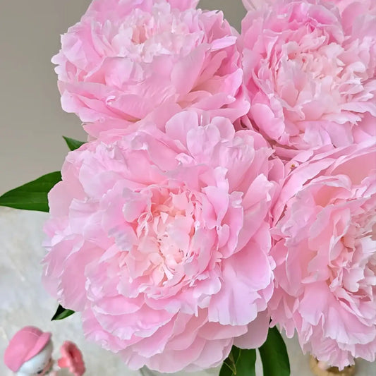 Peony 'Albert Crousse' Seeds