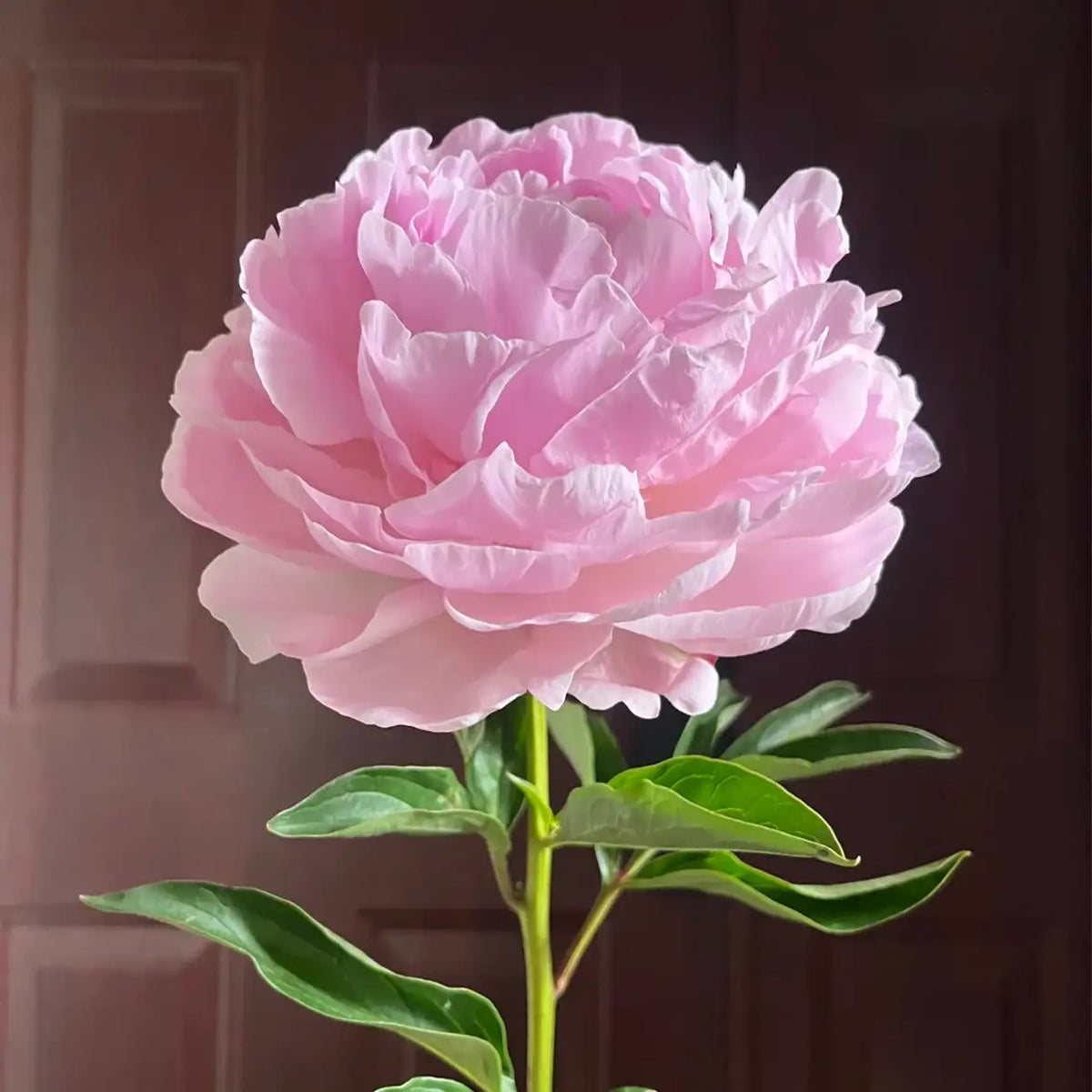 Peony 'Albert Crousse' Seeds