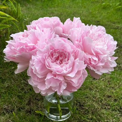 Peony 'Albert Crousse' Seeds