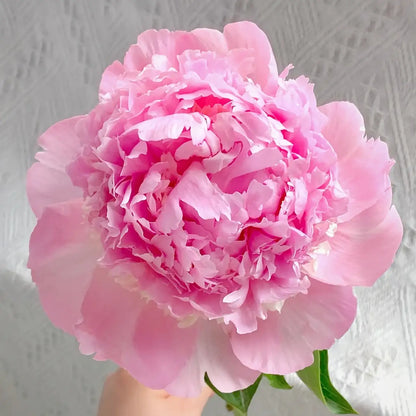 Peony 'Angel Cheeks' Seeds