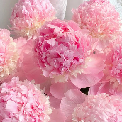 Peony 'Angel Cheeks' Seeds