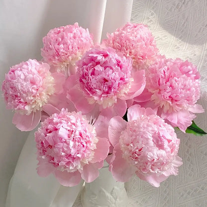 Peony 'Angel Cheeks' Seeds