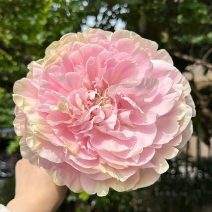 Peony 'Antique Kaguya' Seeds