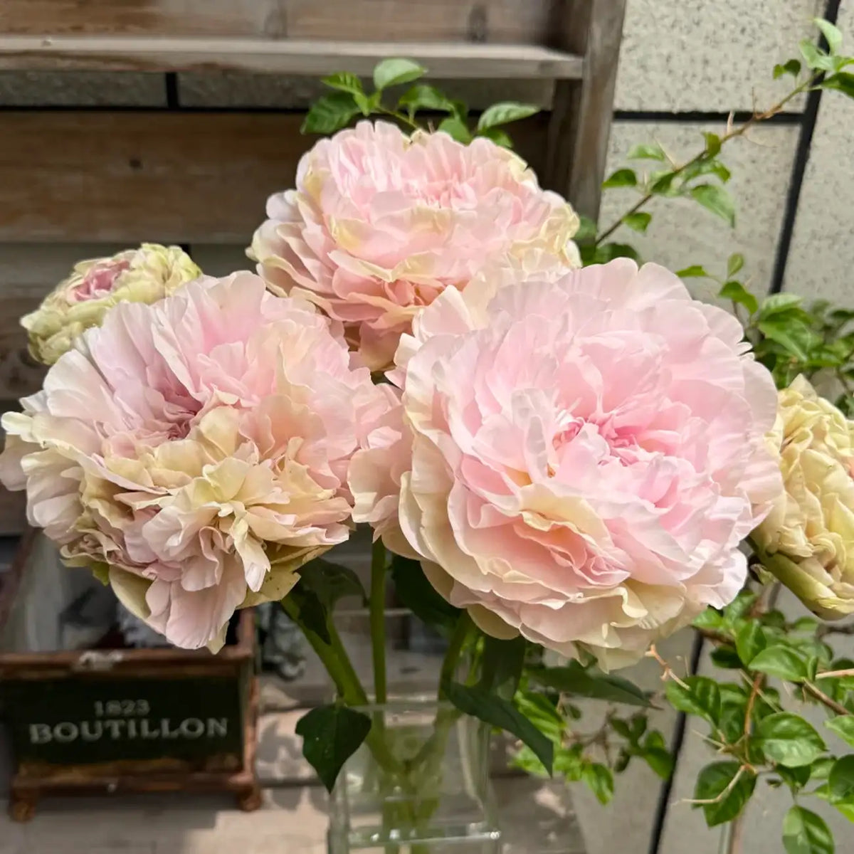 Peony 'Antique Kaguya' Seeds