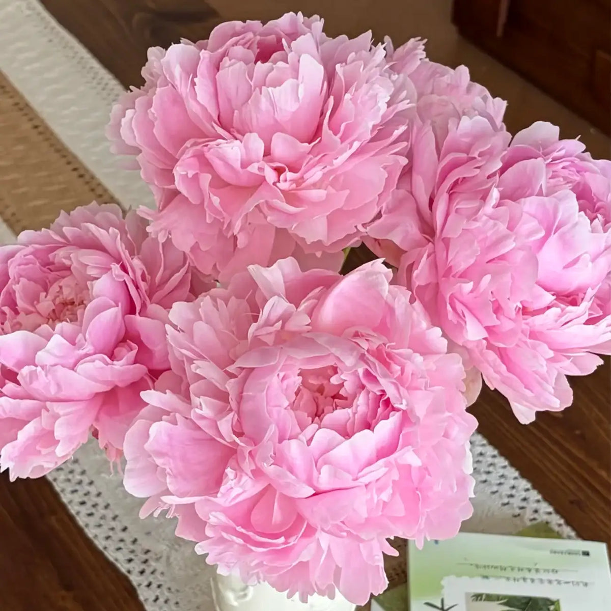Peony 'Bedtime Whispers' Seeds