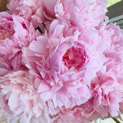 Peony 'Bedtime Whispers' Seeds
