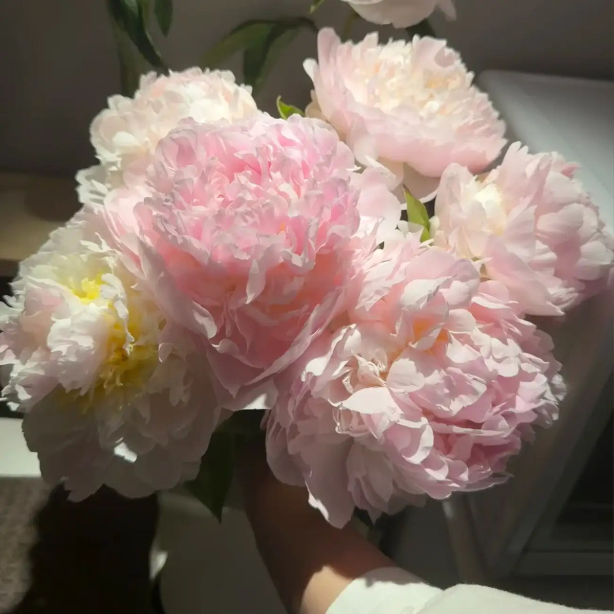 Peony 'Blushing Queen' Seeds