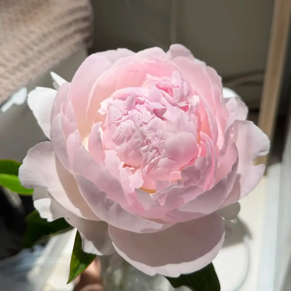 Peony 'Blushing Queen' Seeds