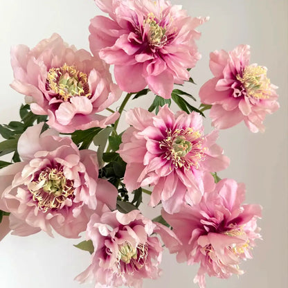 Peony 'Caroline Constabel' Seeds