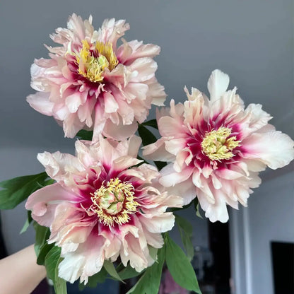 Peony 'Caroline Constabel' Seeds