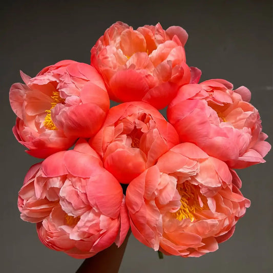 Peony 'Coral Charm' Seeds